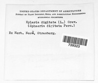 Xylaria digitata image
